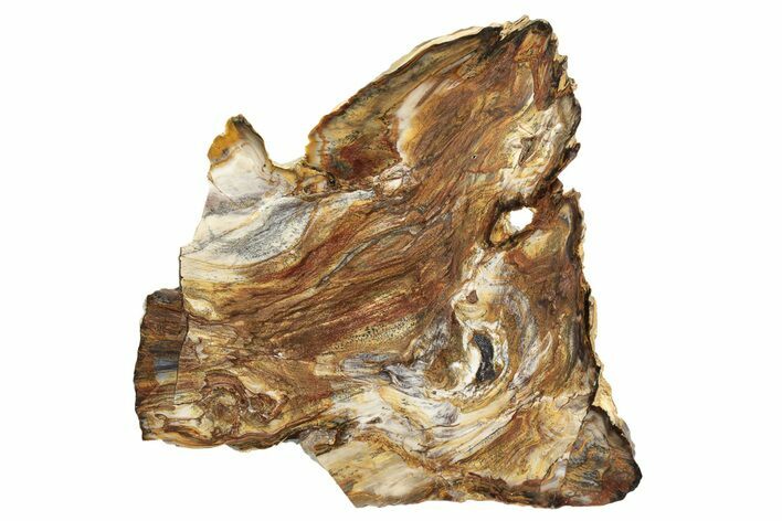 Unique, Brown’s Ranch Petrified Wood Slab - Washington #143825